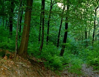 Листяний ліс — Вікіпедія